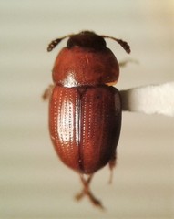 Leiodinae