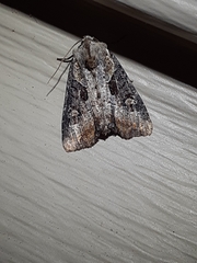 Lateroligia ophiogramma