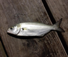 Bluefish photo 5