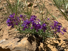 Penstemon parvulus