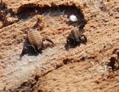 Cheliferoidea