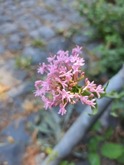 Centranthus ruber