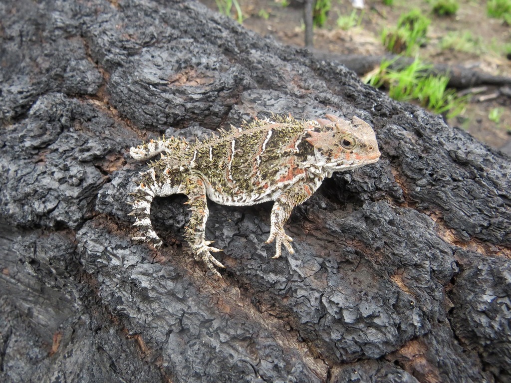 Mountain Horned Lizard