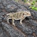 Mountain Horned Lizard - Photo (c) Mario Castañeda, some rights reserved (CC BY-NC), uploaded by Mario Castañeda