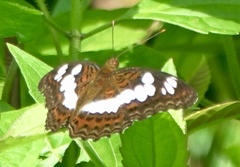 Moduza procris milonia