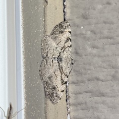 Digrammia gnophosaria