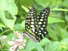 Graphium agamemnon agamemnon