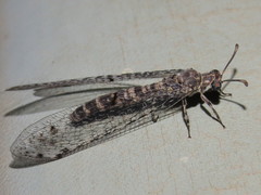 Bandidus breviusculus