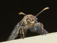 Bandidus breviusculus