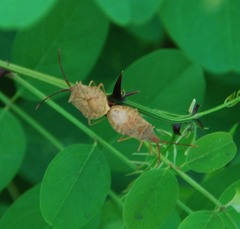 Homoeocerus dilatatus