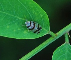 Reptalus quadricinctus