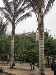 Ceroxylon quindiuense