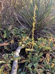 Piperia