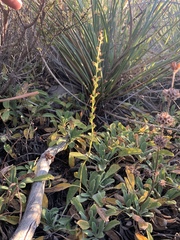 Piperia