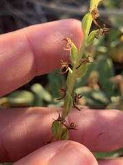 Piperia