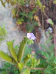 Phacelia ixodes