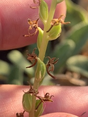 Piperia
