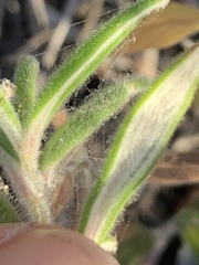 Monardella hypoleuca lanata