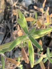 Monardella hypoleuca lanata