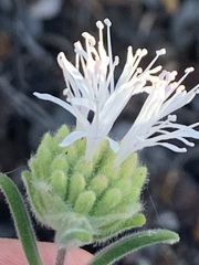Monardella hypoleuca lanata