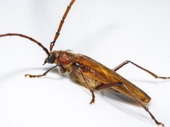 Ochrocydus huttoni