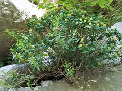 Euphorbia fragifera