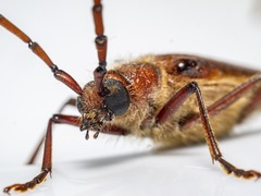 Ochrocydus huttoni
