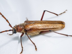 Ochrocydus huttoni