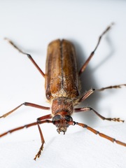 Ochrocydus huttoni