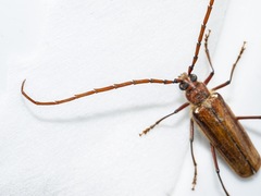 Ochrocydus huttoni
