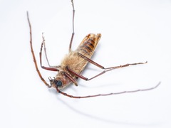 Ochrocydus huttoni