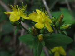 Hypericum erectum