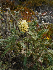 Astragalus pycnostachyus pycnostachyus