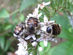 Lasiotrichius succinctus