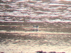 Himantopus mexicanus