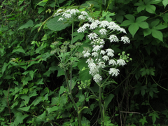 Heracleum moellendorffii
