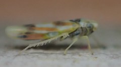 Erythridula praecisa