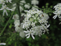 Heracleum moellendorffii