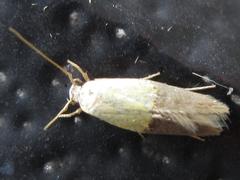 Opogona nipponica