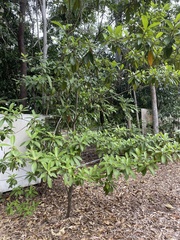 Alstonia muelleriana