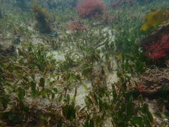 Halophila