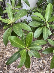 Alstonia muelleriana