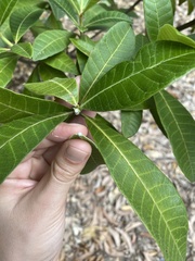 Alstonia muelleriana