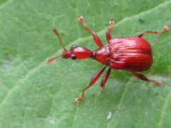Leptapoderus rubidus