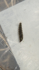 Oxycerini