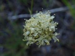 Eriogonum compositum