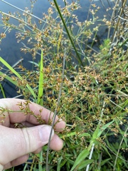 Juncus diffusissimus