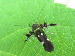 Atrijuglans hetaohei