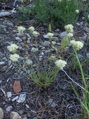 Eriogonum compositum