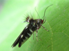 Atrijuglans hetaohei